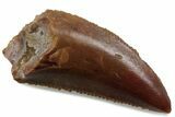 Serrated Raptor Tooth - Real Dinosaur Tooth #376399-1